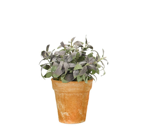 GREEN & PURPLE SAGE IN POT