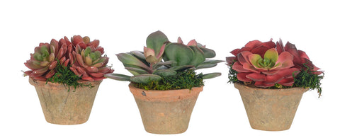 5" SUCCULENT IN TERRACOTTA POT