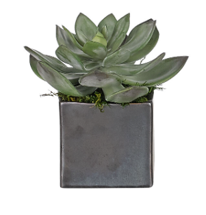 SMALL SUCCULENT IN CONCRETE