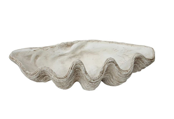 Magnesia Seashell