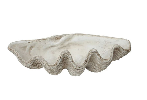 Magnesia Seashell
