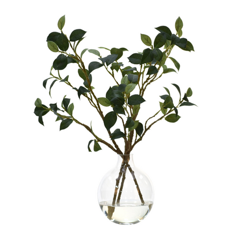 CAMELLIA LEAF BRANCH