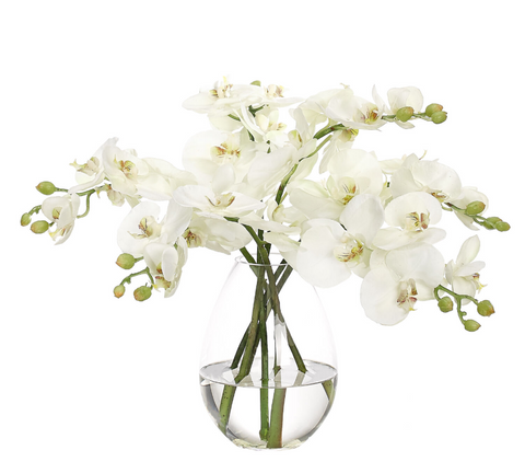 WHITE PHALAENOPSIS ORCHID