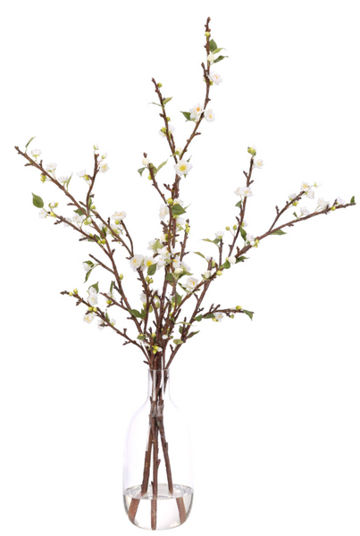 WHITE BRANCH PRUNUS IN GLASS BOTTLE