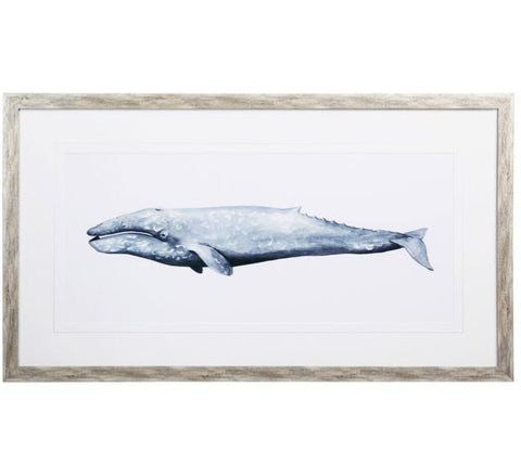 Gray Whale Portrait