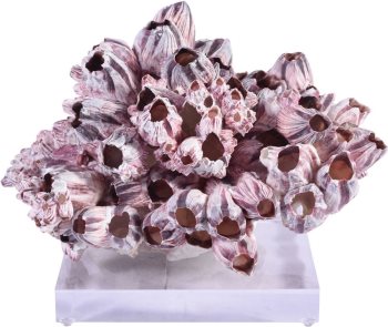 Barnacle Coral on Acrylic