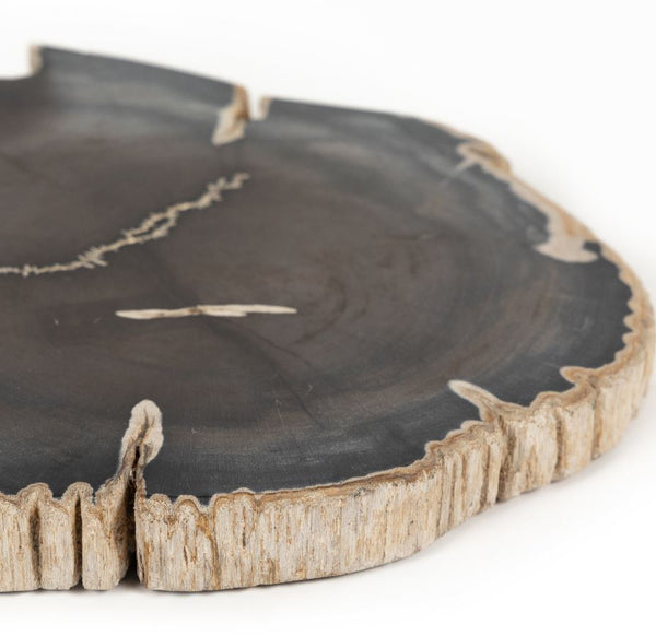Petrified Wood Slab